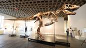 El tiranosaurio Gus alcanza r&eacute;cord de venta en USD 50 millones en subasta en EE. UU.