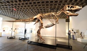 El tiranosaurio Gus alcanza r&eacute;cord de venta en USD 50 millones en subasta en EE. UU.