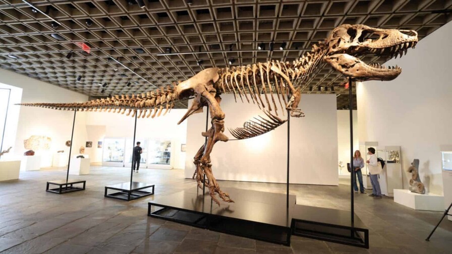 El tiranosaurio Gus alcanza récord de venta en USD 50 millones en subasta en EE. UU. El tiranosaurio Gus alcanza récord de venta en USD 50 millones en subasta en EE. UU.