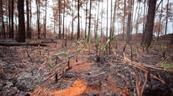 &iquest;Qu&eacute; ocurre con un bosque despu&eacute;s de un incendio?
