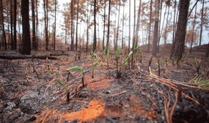 &iquest;Qu&eacute; ocurre con un bosque despu&eacute;s de un incendio?
