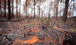 &iquest;Qu&eacute; ocurre con un bosque despu&eacute;s de un incendio?
