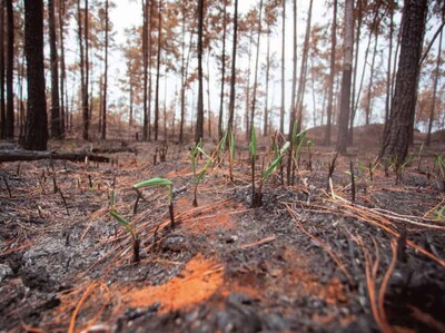 Incendio en bosques