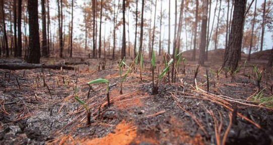 &iquest;Qu&eacute; ocurre con un bosque despu&eacute;s de un incendio?