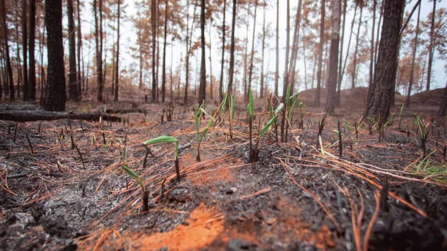 ¿Qué ocurre con un bosque después de un incendio? ¿Qué ocurre con un bosque después de un incendio?