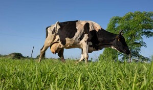 Del tractor al buey: el campo cubano se adapta a la falta de combustible