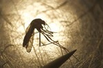 Primer caso autóctono del virus del Nilo Occidental este año en Francia Primer caso autóctono del virus del Nilo Occidental este año en Francia