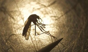 Primer caso aut&oacute;ctono del virus del Nilo Occidental este a&ntilde;o en Francia