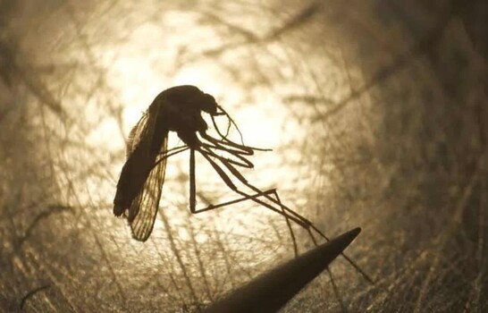 Primer caso aut&oacute;ctono del virus del Nilo Occidental este a&ntilde;o en Francia