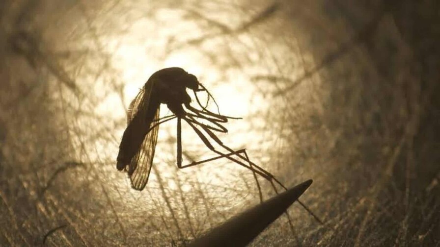 Primer caso autóctono del virus del Nilo Occidental este año en Francia Primer caso autóctono del virus del Nilo Occidental este año en Francia