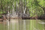 Estudio alerta que la degradación de manglares podría costarle millones dólares al año al país Estudio alerta que la degradación de manglares podría costarle millones dólares al año al país