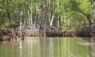 D&iacute;a Internacional para la Conservaci&oacute;n del Ecosistema de los Manglares