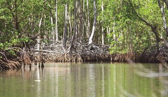 D&iacute;a Internacional para la Conservaci&oacute;n del Ecosistema de los Manglares