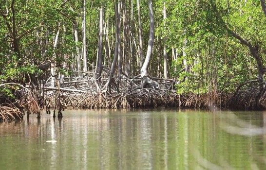D&iacute;a Internacional para la Conservaci&oacute;n del Ecosistema de los Manglares