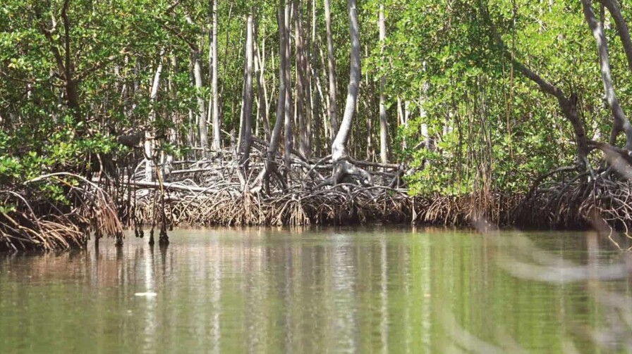 Día Internacional para la Conservación del Ecosistema de los Manglares Día Internacional para la Conservación del Ecosistema de los Manglares