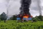 Ascienden a 100,000 las plantas de coca destruidas por Ecuador en la frontera con Colombia Ascienden a 100,000 las plantas de coca destruidas por Ecuador en la frontera con Colombia