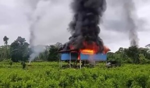Ascienden a 100,000 las plantas de coca destruidas por Ecuador en la frontera con Colombia