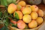 Agricultura espera reanudar en cuatro meses las exportaciones de mango hacia Estados Unidos