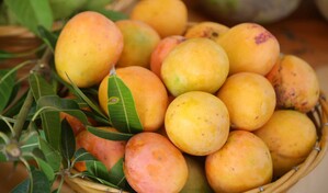 Agricultura espera reanudar en cuatro meses las exportaciones de mango hacia Estados Unidos