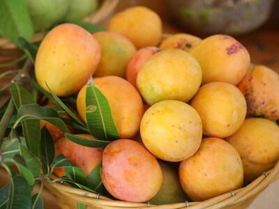 Esperan reanudar exportaciones de mango a EE. UU. en 4 meses