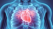 Investigadores obtienen un mapa virtual que muestra c&oacute;mo se forma el coraz&oacute;n de los mam&iacute;feros