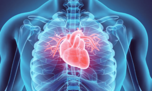 Investigadores obtienen un mapa virtual que muestra c&oacute;mo se forma el coraz&oacute;n de los mam&iacute;feros