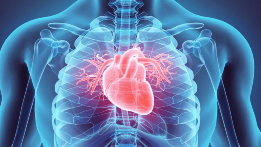 Investigadores obtienen un mapa virtual que muestra cómo se forma el corazón de los mamíferos Investigadores obtienen un mapa virtual que muestra cómo se forma el corazón de los mamíferos