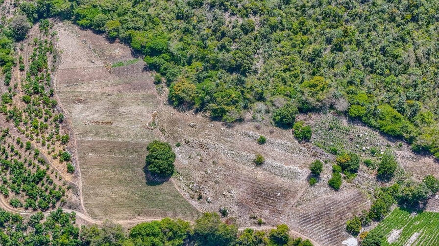 Un mes despu&eacute;s, sigue la pesquisa de marihuana decomisada en Ocoa