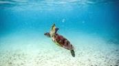 La Gran Barrera de Coral corre riesgo de colapso, alertan cient&iacute;ficos