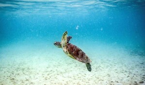 La Gran Barrera de Coral corre riesgo de colapso, alertan cient&iacute;ficos