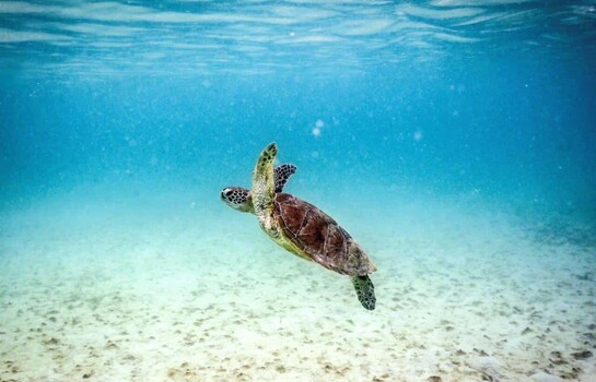 La Gran Barrera de Coral corre riesgo de colapso, alertan cient&iacute;ficos