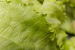 EE. UU. actualiza su guía sobre productos frescos en medio de varias alertas alimentarias EE. UU. actualiza su guía sobre productos frescos en medio de varias alertas alimentarias