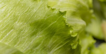 Vinculan brote de ciclosporiasis con lechuga iceberg retirada del mercado en 20 estados de EE. UU.