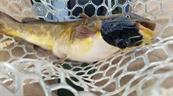 Identifican un c&aacute;ncer transmisible entre peces, el cuarto documentado en animales