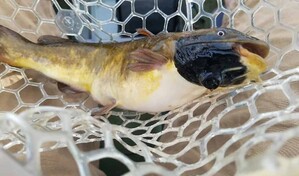 Identifican un c&aacute;ncer transmisible entre peces, el cuarto documentado en animales