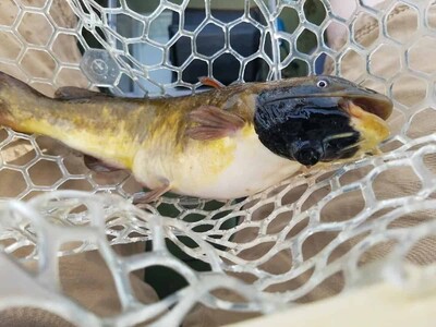 Identifican un cáncer transmisible entre peces