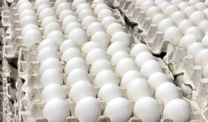 RD reanuda las exportaciones de huevos a Cuba y env&iacute;a m&aacute;s de 3.9 millones de unidades