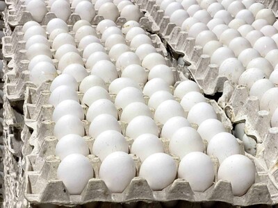 RD reanuda las exportaciones de huevos a Cuba