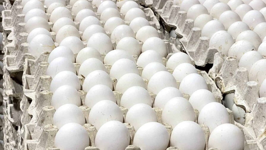 RD reanuda las exportaciones de huevos a Cuba y env&iacute;a m&aacute;s de 3.9 millones de unidades