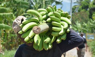 Azua: la productividad empieza donde termina la abundancia