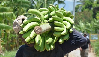 Azua: la productividad empieza donde termina la abundancia