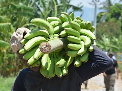 Provincia Azua, ejemplo de productividad