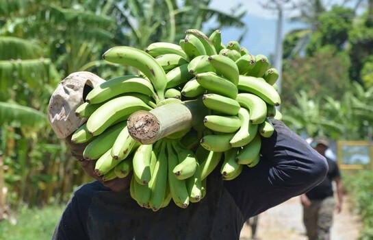 Azua: la productividad empieza donde termina la abundancia