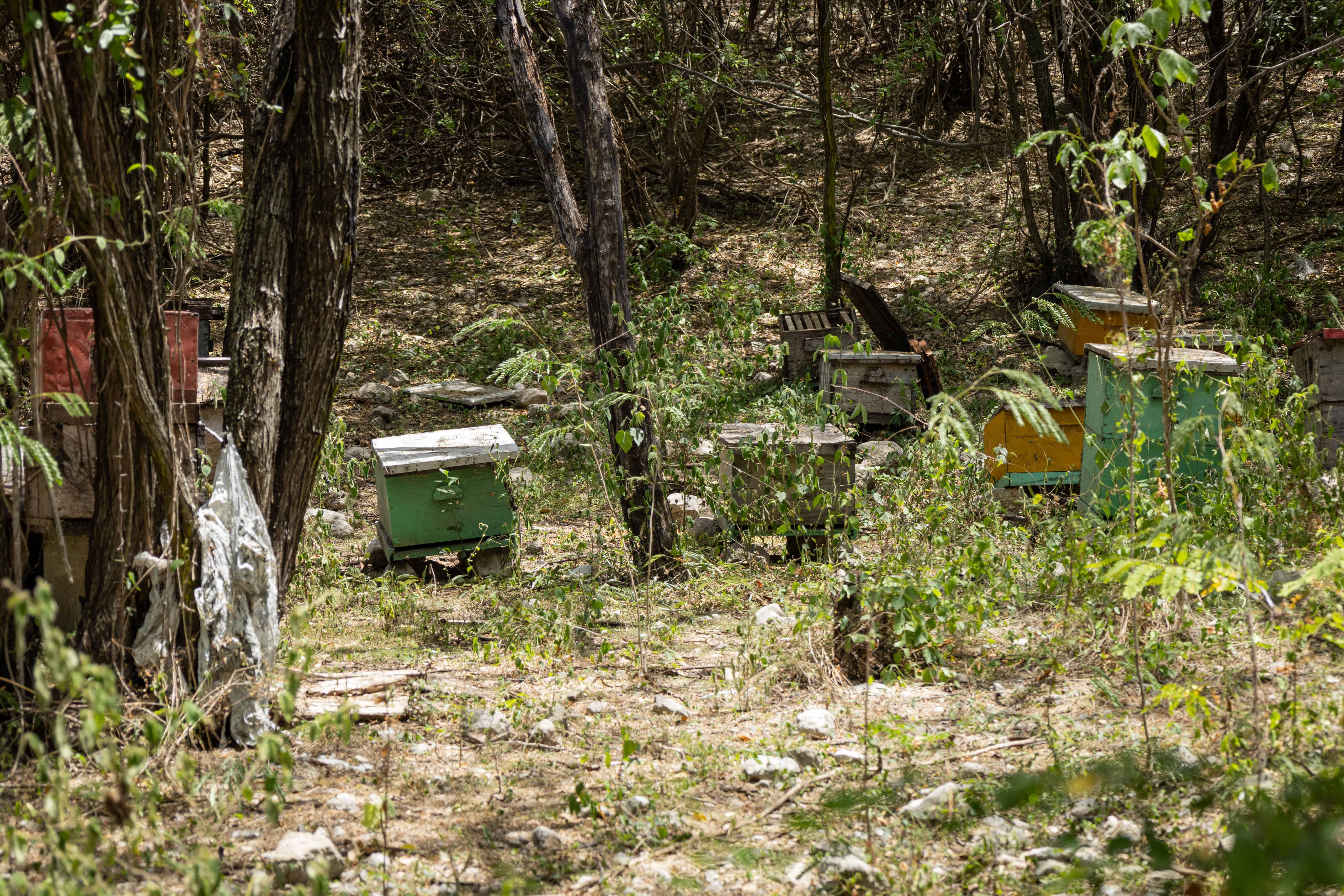 Apiario en el bosque seco del parque.