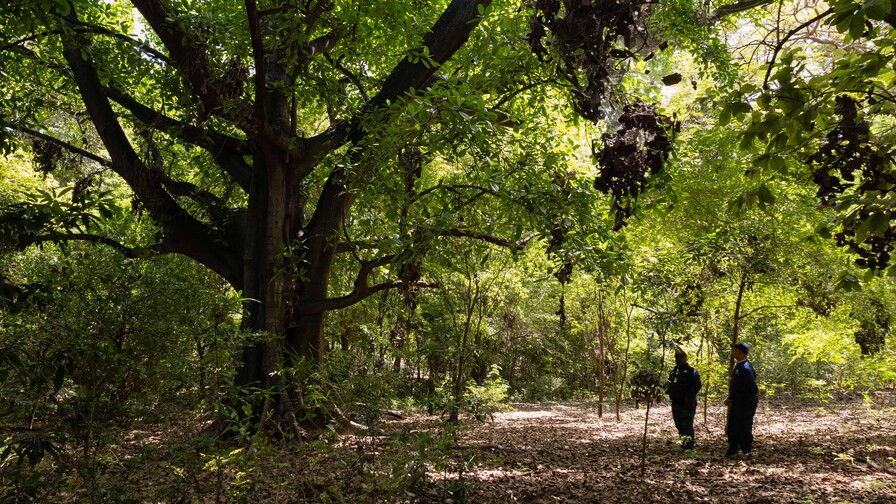 Parque Nacional Francisco Alberto Caamaño: donde la naturaleza y la historia se unen Parque Nacional Francisco Alberto Caamaño: donde la naturaleza y la historia se unen