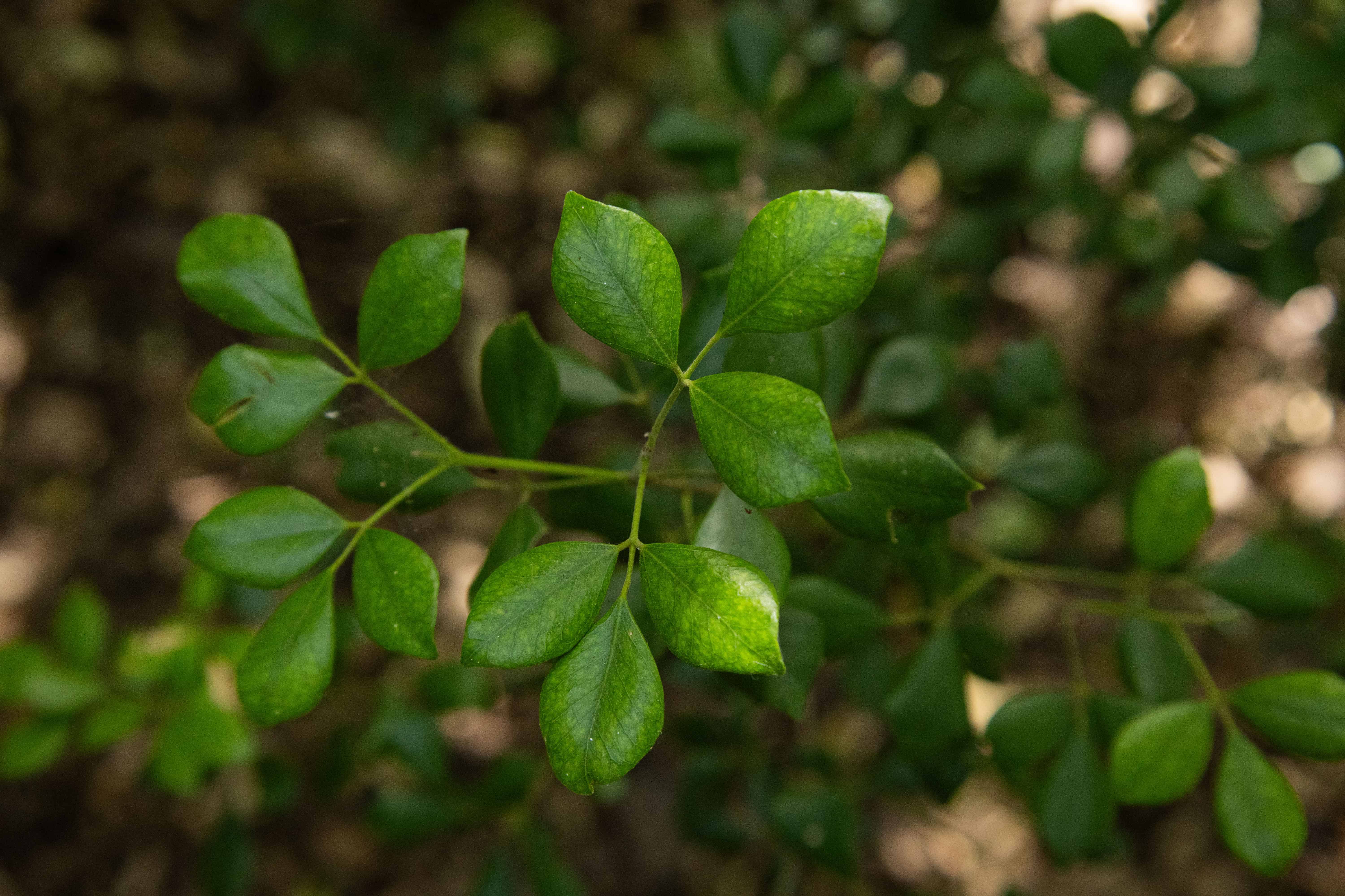 Hojas de guaconejo.