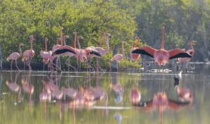 Animales decomisados ponen bajo presión al Zoológico Nacional