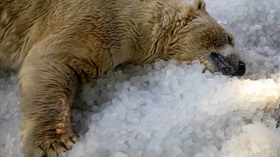 Casi 3,000 muertes en Inglaterra relacionadas con la ola de calor de mayo y junio