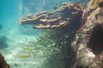 Estudio advierte sobre deterioro irreversible de ecosistemas marinos dominicanos al 2036