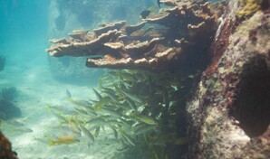 Estudio advierte sobre deterioro irreversible de ecosistemas marinos dominicanos al 2036